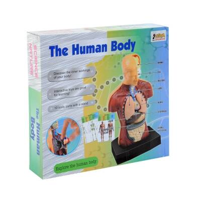 Asya Oyuncak Maket Vücut Seti 3301