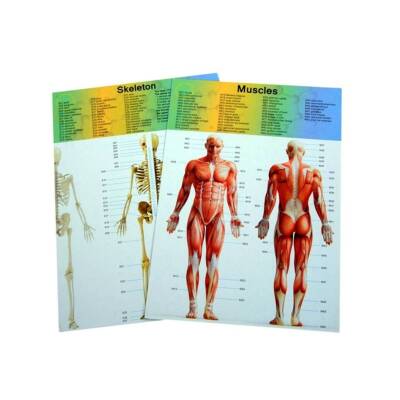 Asya Oyuncak Maket Vücut Seti 3301 - 2