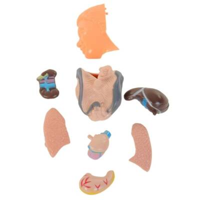 Asya Oyuncak Maket Vücut Seti 3301 - 3