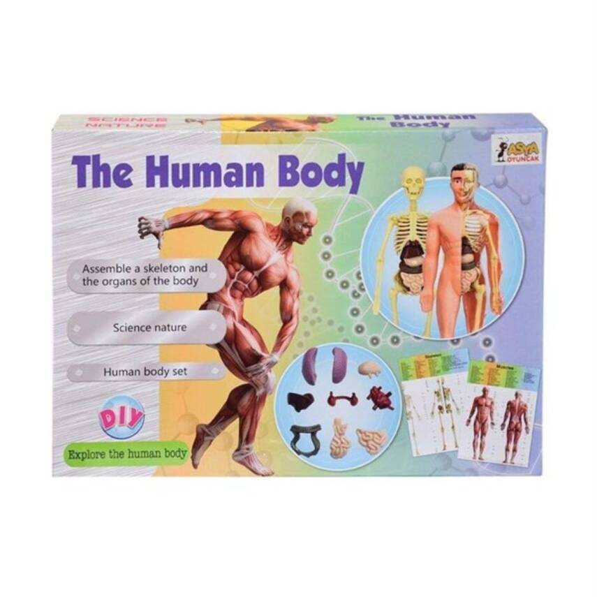 Asya Oyuncak Maket Vücut Seti 3302 - 1