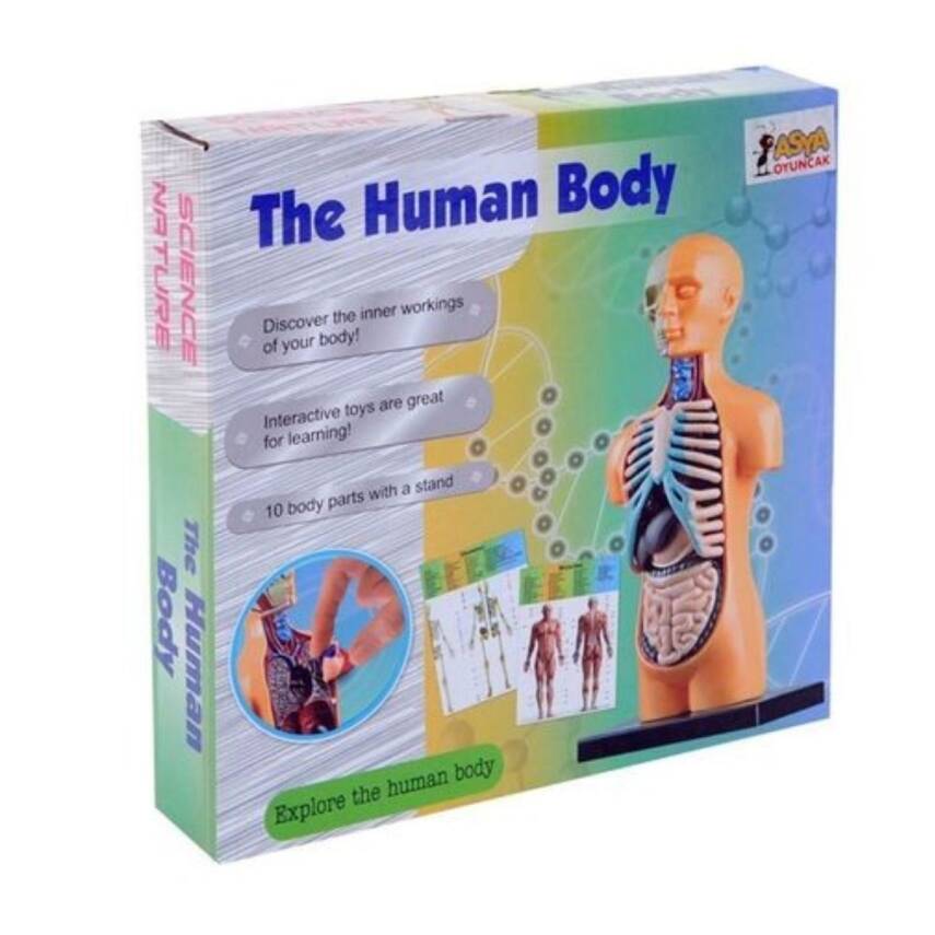 Asya Oyuncak Maket Vücut Seti 3305 - 1