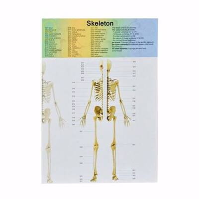 Asya Oyuncak Maket Vücut Seti 3305 - 4