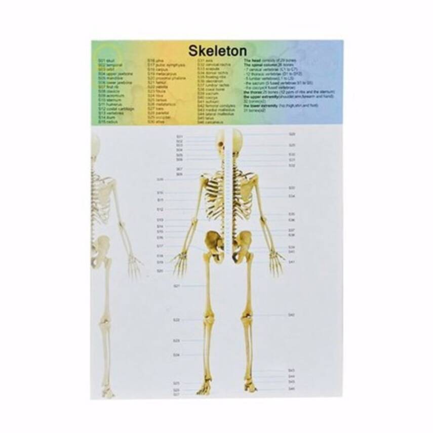Asya Oyuncak Maket Vücut Seti 3305 - 4