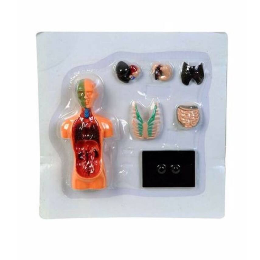 Asya Oyuncak Maket Vücut Seti 3305 - 3