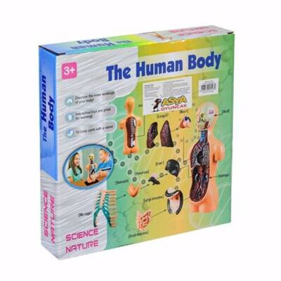 Asya Oyuncak Maket Vücut Seti 3305 - 2